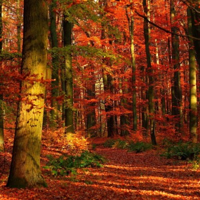 1920 x 1080 HD Wallpapers 2968